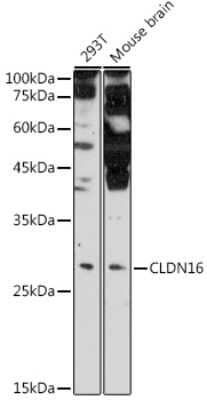 Western Blot: Claudin-16 AntibodyBSA Free [NBP2-92588]